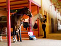 Смотреть проект и фотографии Денников в конно-спортивном комплексе "ЭквитоRUS"